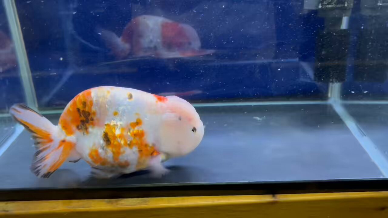 金魚の倉庫 on X: 