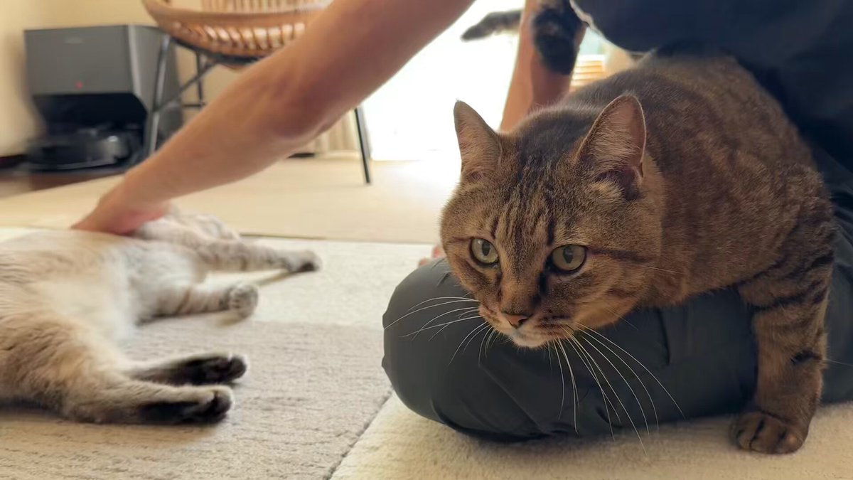 猫千代　0606 Amazon | 日本メーカー RAKU 木製キャットタワー 据え置き 大型