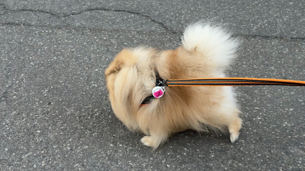 ポメラニアン⚠️プロフ確認必須！ページ 20241223193750.jpg