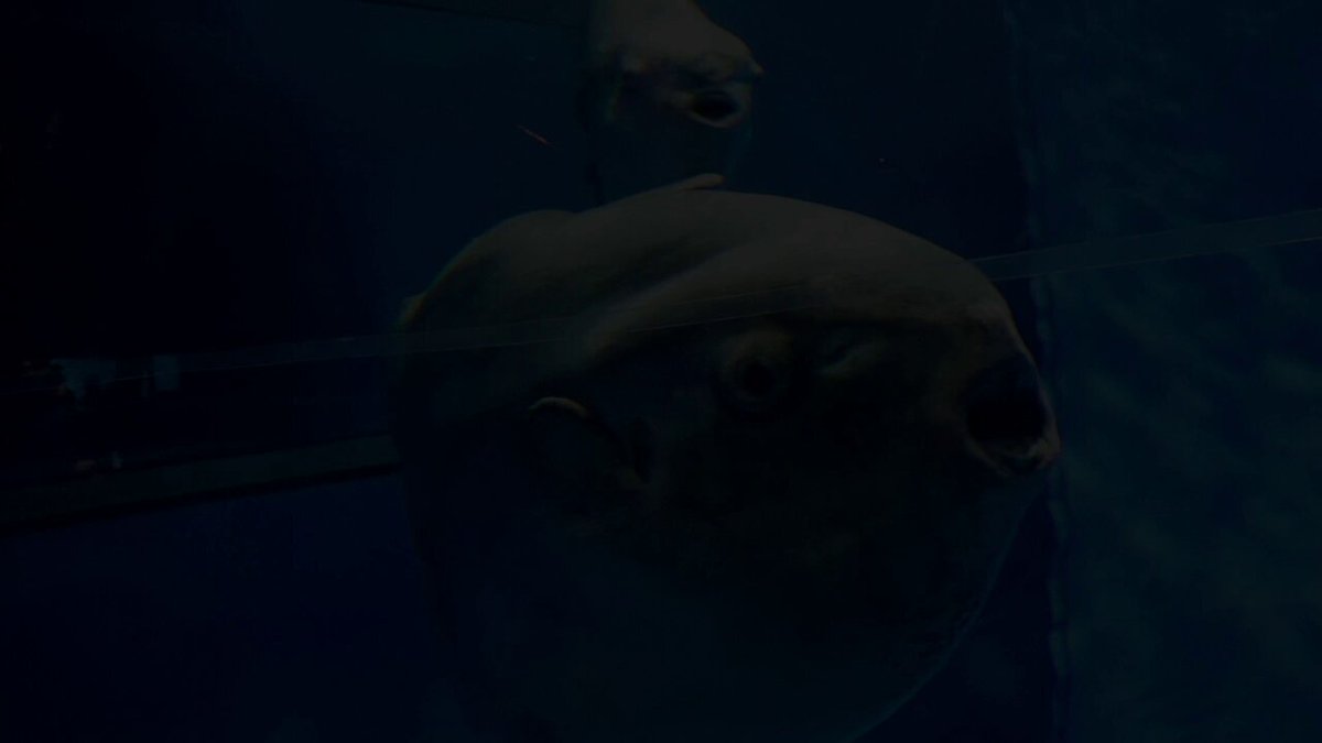 マンボウ　8/23まで取り置き マンボウ様(お取り置き8/6→23:59)