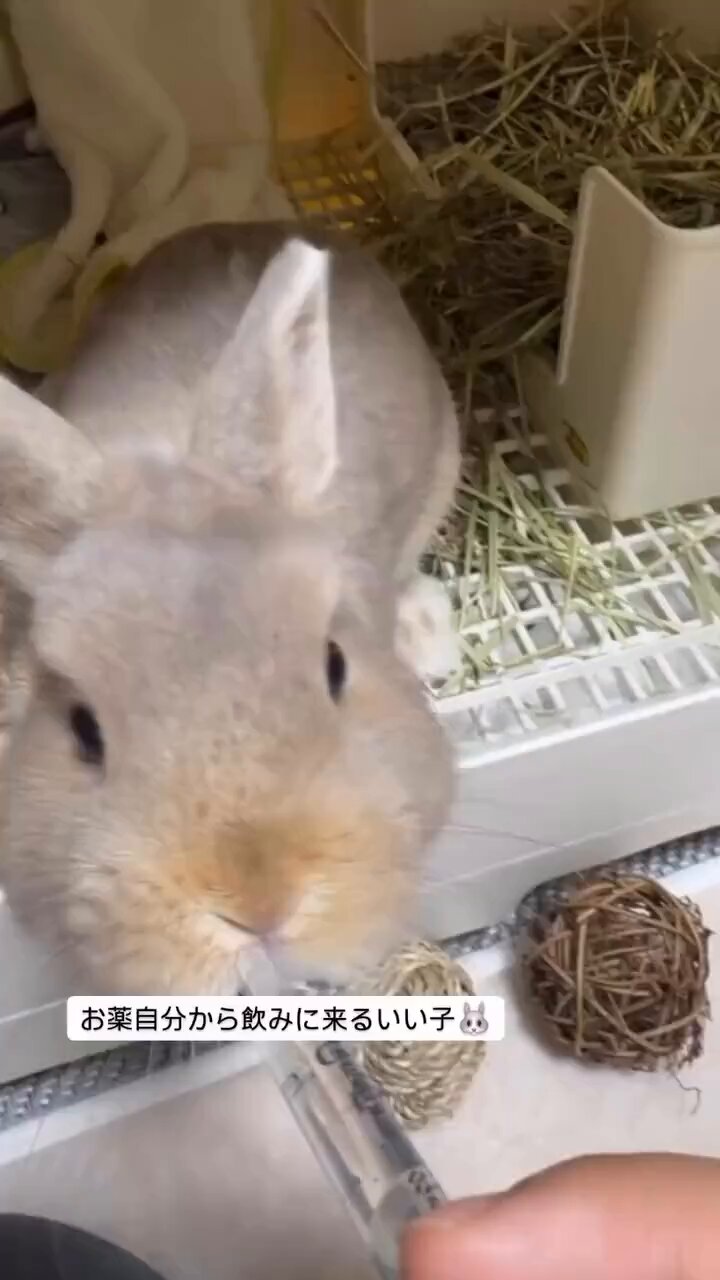 うさぎ好きマスター ニカ&モモ🐰 on X: 