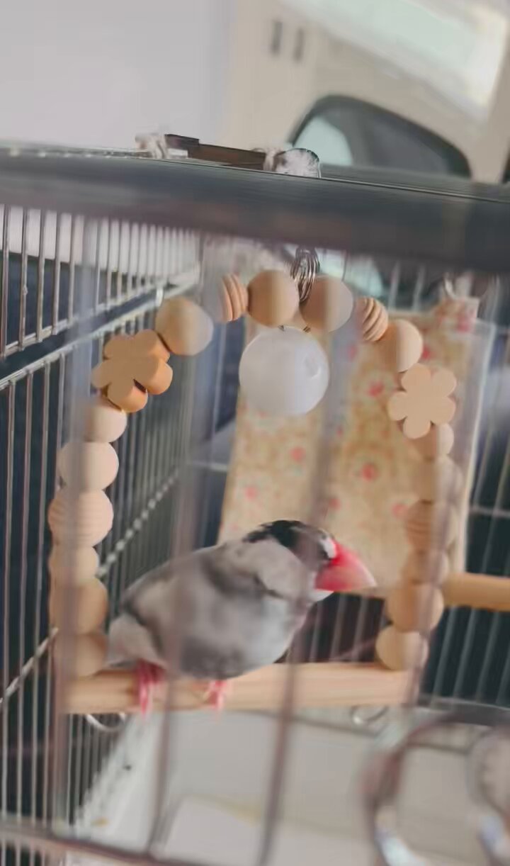 文鳥さん - Search / X