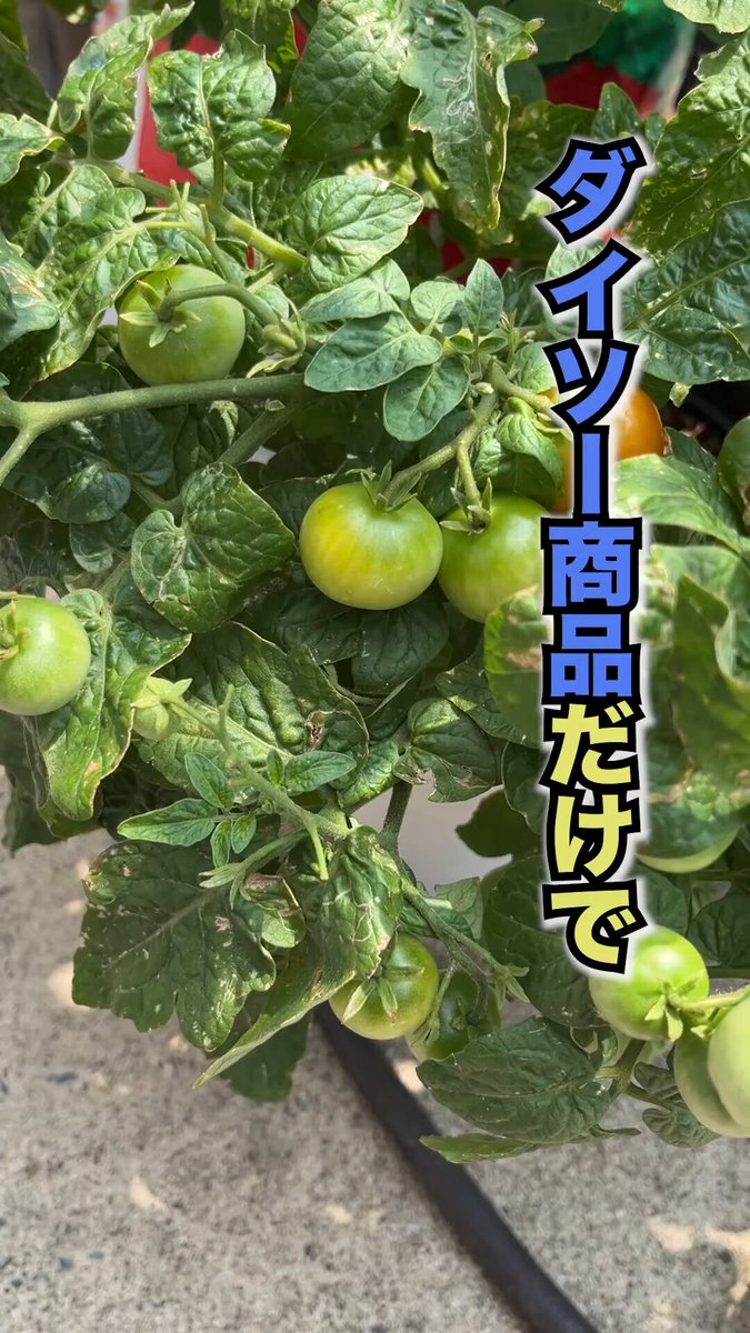 宮崎大輔🍓イチゴテック on X: 