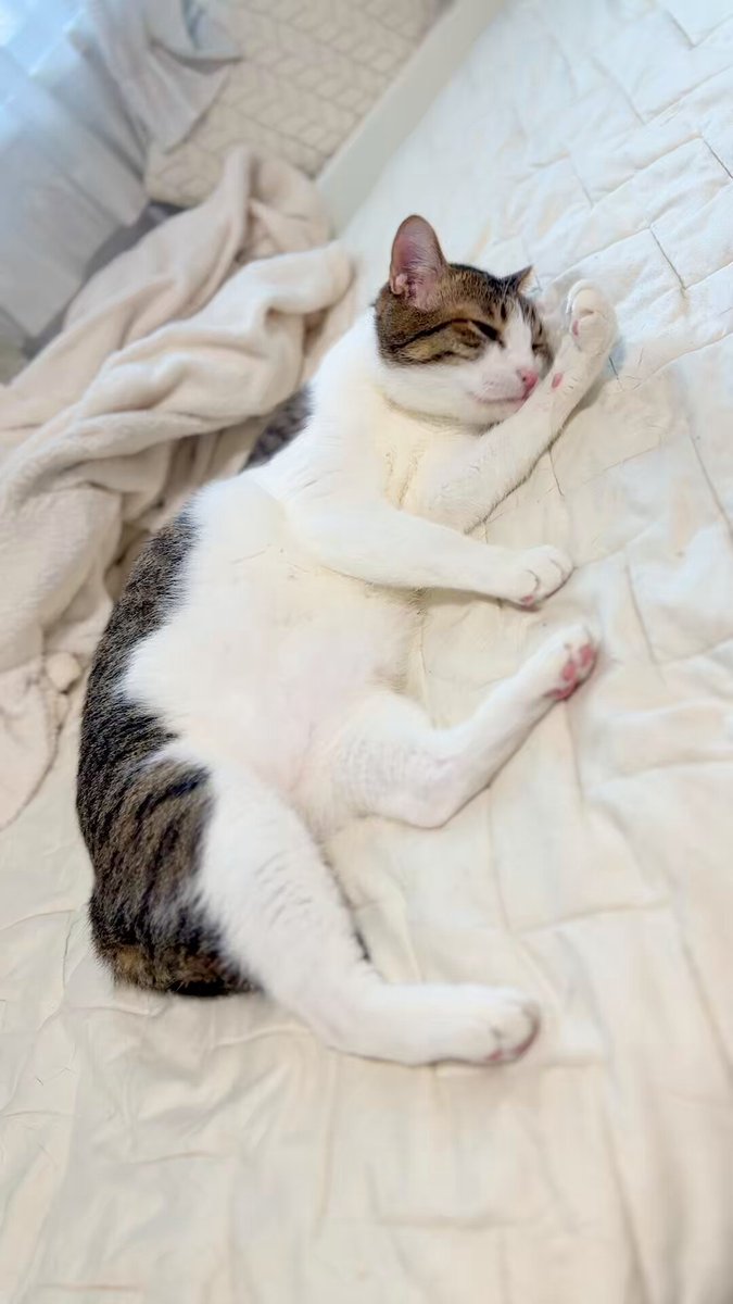 楽天市場】ねこ肯定感 抱き枕 ぬいぐるみ Lサイズ ネコ 猫 動物