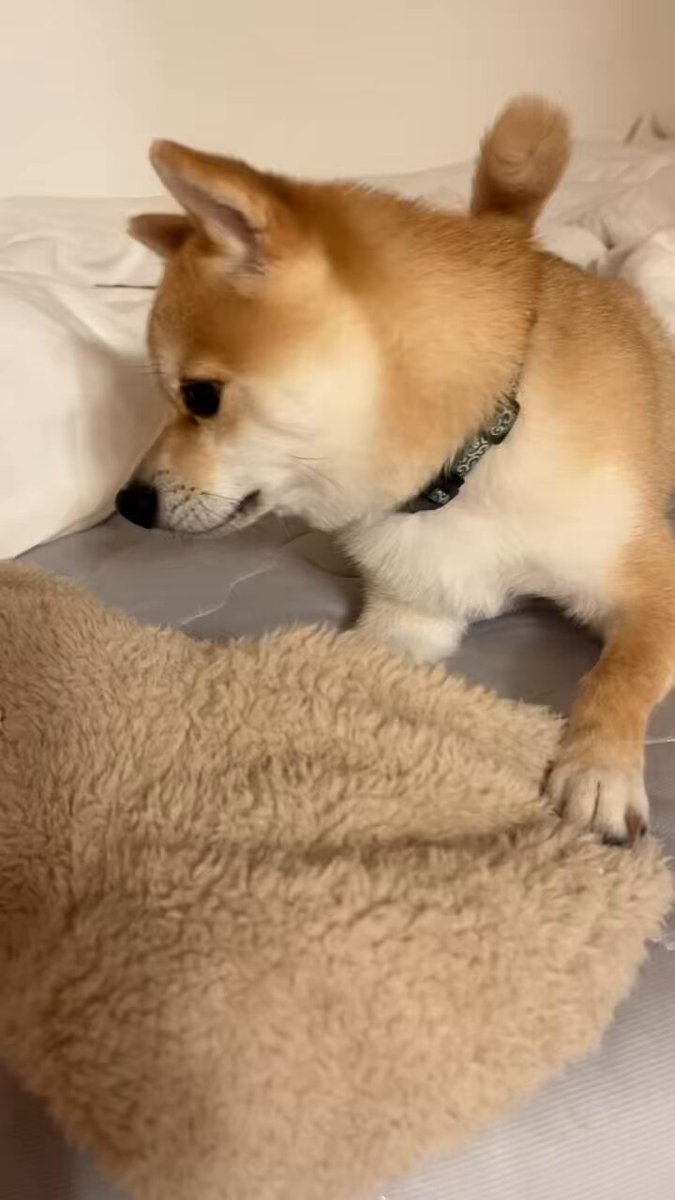 ♡ 豆柴 様、専用♡※他の方はご遠慮ください‼️ いや、それ散歩グッズだから😂⁣ ⁣ #豆柴 #柴犬 ⁣ ::::::::::୨୧