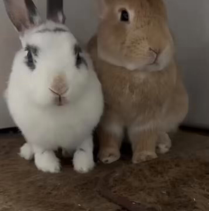 うさぎのおくち うさぎもち on X: 
