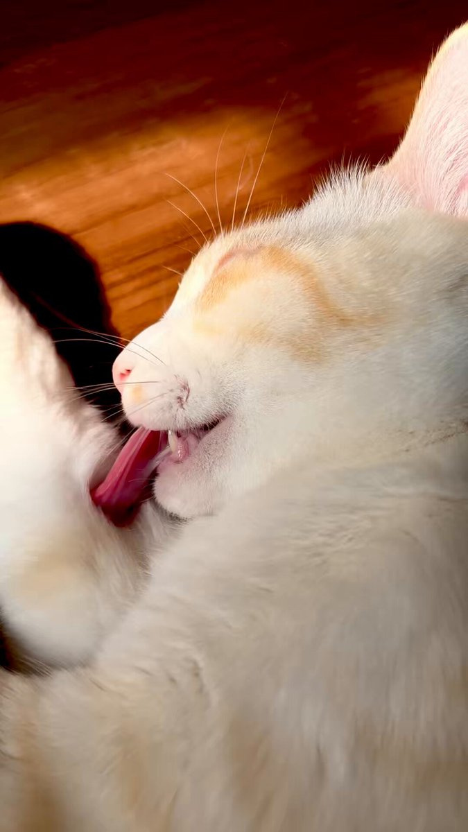 猫猫のひとりごと