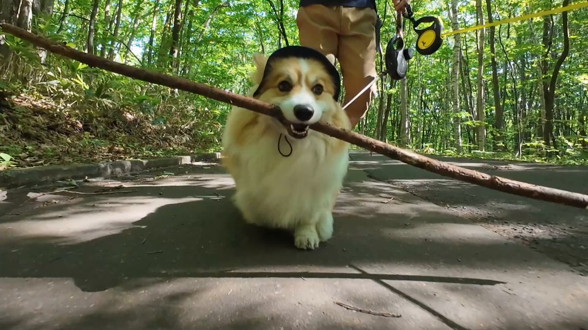 コーギー犬もこすけ on X: 