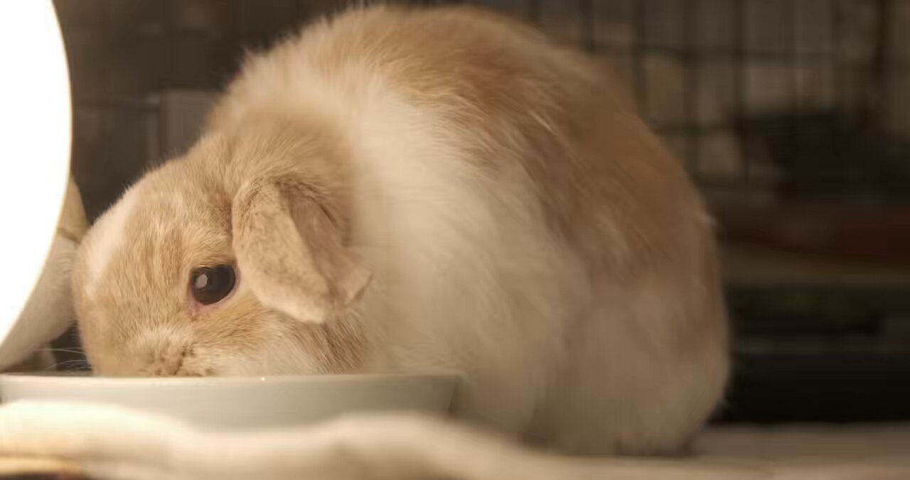 うさぎのチャイ on X: 