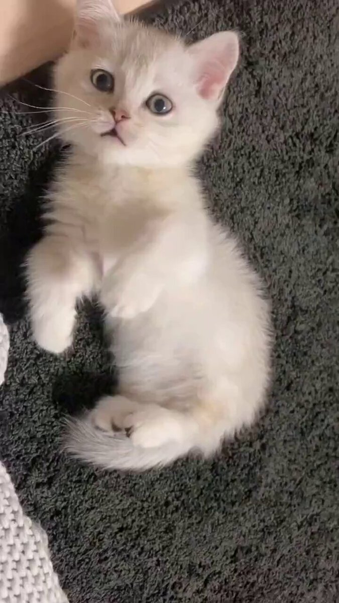こねこ図鑑 on X: 