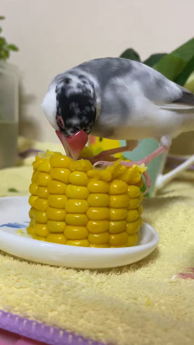 リピーター様⭐︎むつ文鳥 友と文鳥ｽﾞ°ʚ(•ө•)ɞ° (@97k31) / X