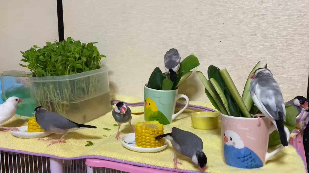 リピーター様⭐︎むつ文鳥 友と文鳥ｽﾞ°ʚ(•ө•)ɞ° (@97k31) / X
