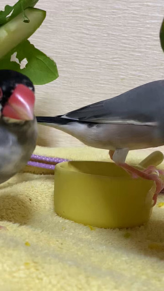 リピーター様⭐︎むつ文鳥 友と文鳥ｽﾞ°ʚ(•ө•)ɞ° (@97k31) / X