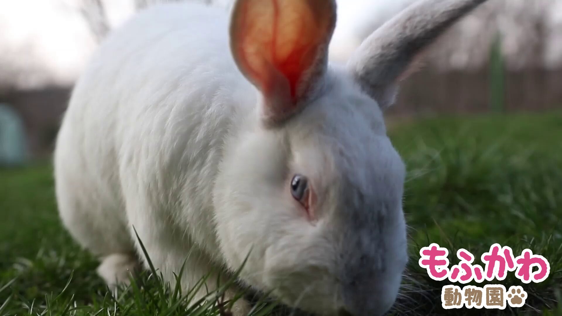 もふかわ動物園 on X: 
