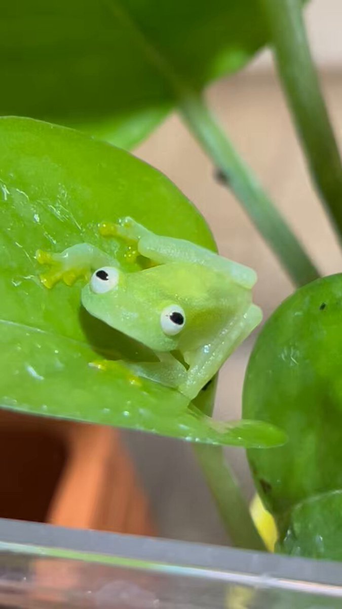 煌めくグミガエル✴︎ オンラインショップ 特集!!【フライシュマンアマガエルモドキ