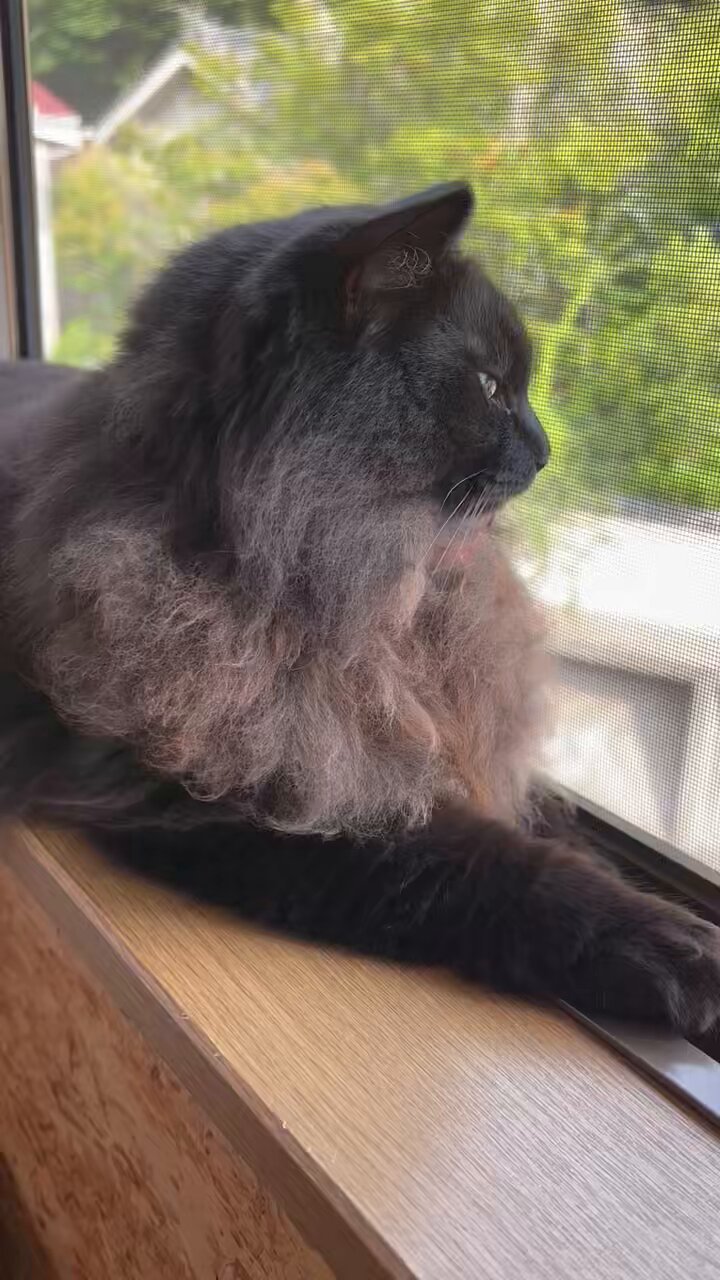 ねこぢい on X: 