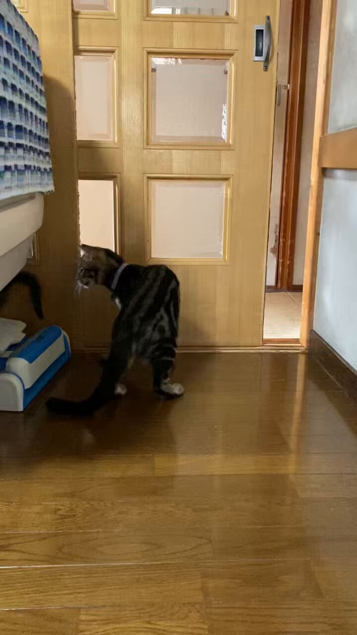 とりひき(ネコ)ページ ぴーちゃん305【キジトラ招き猫作ってます】 on X: 