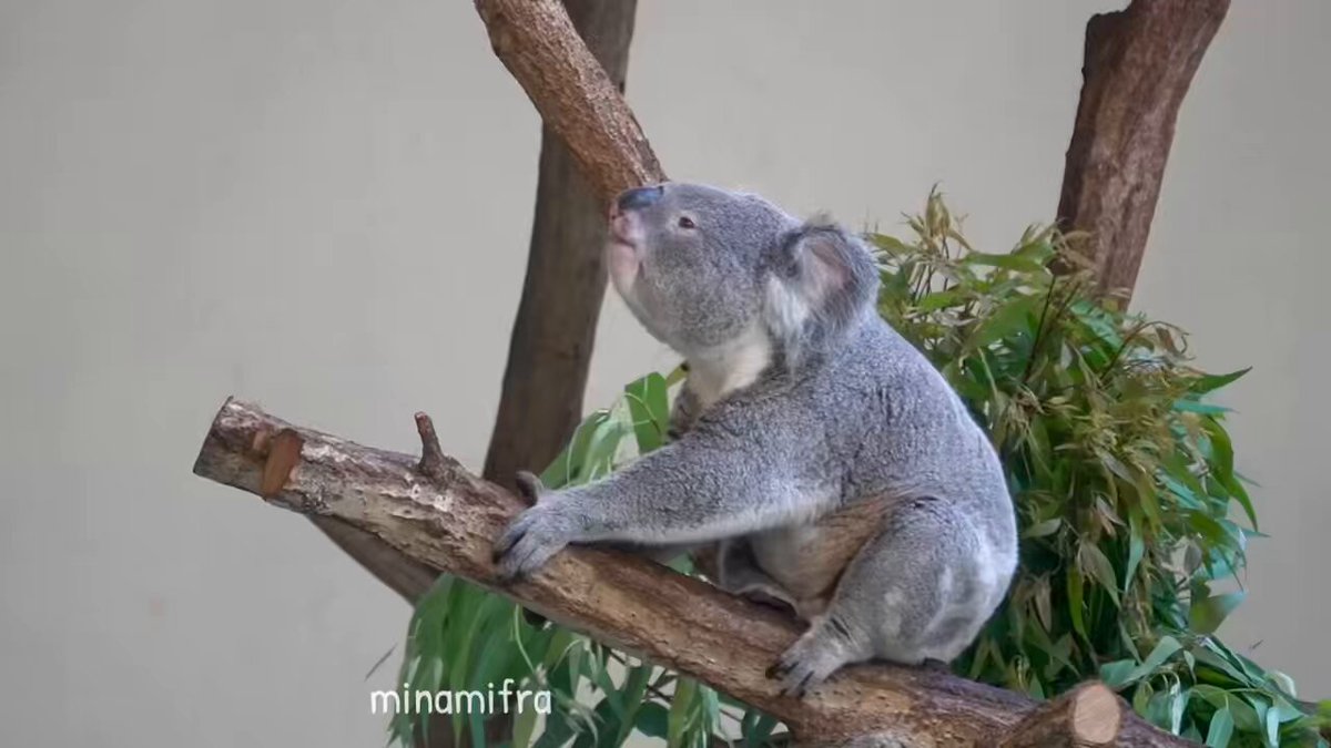 【多分・・本物】動物の〇ちゃんを素材としたプラクルアン。すごい金運＆幸運らしい… 多分・・本物】動物の〇ちゃんを素材としたプラクルアン。すごい