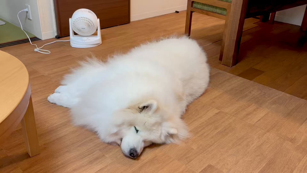 サモエドのサニー (@samoyedsunny) / X