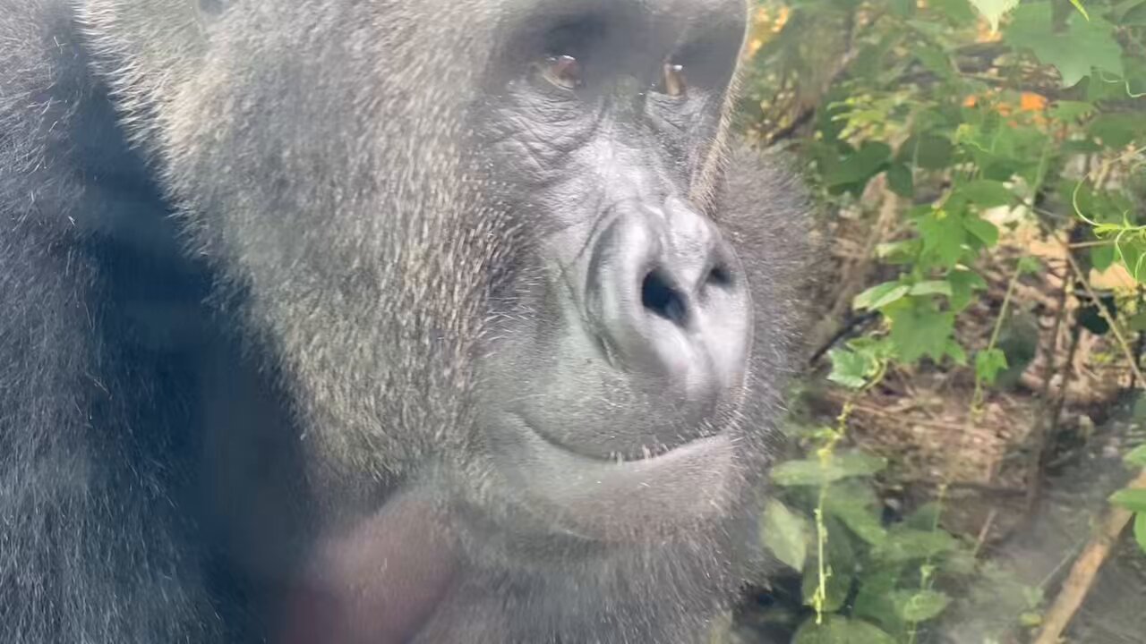 ゴリラが好きなモンキー/プロフ読んでね！ ゴリラ🦍 – търсене / X