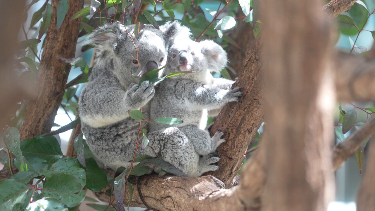 コアラ _ ふく🐨🐨ベビ 親子アー写☺️ 📷2025.02 #ふく #コアラ