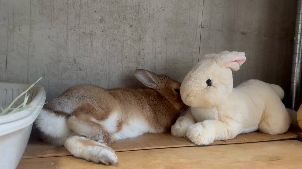 うさぎさんまとめ売り お値引きしました♡ うさぎのふく on X: 