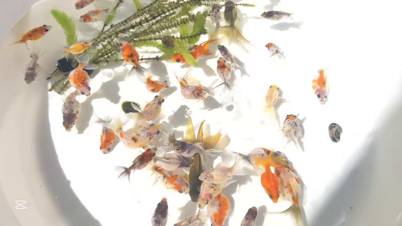 金魚 - Search / X