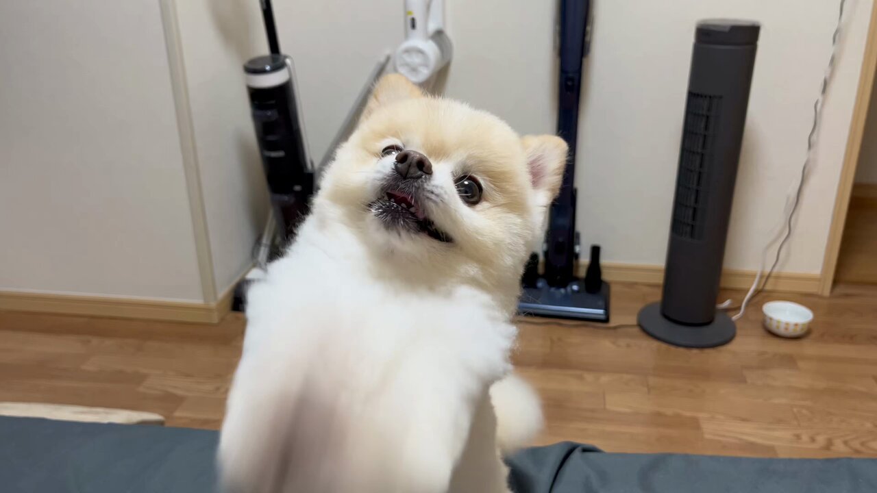 ぽんすけ Highlights by ぽんすけ大先生 (@yuyuyuyumee) / X