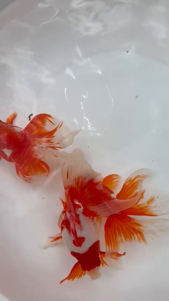 即購入可✨限定1✨不動産に強い❣️本水晶赤目白蛇様 金鈴お守り✨ペア 金運アップ 魔除 白蛇の抜け殻の御守り 商売繁盛 霊障防止 交通