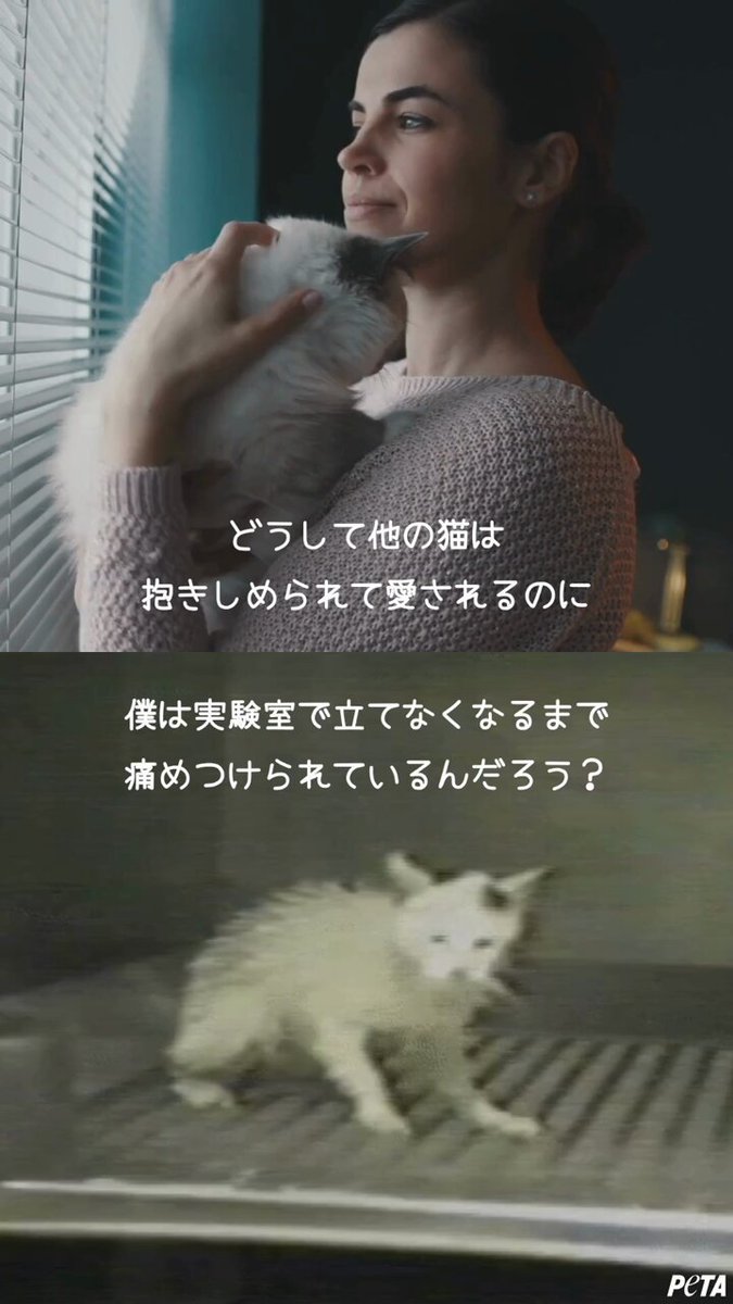 -愛と幸福を置く猫- 71AL6wn9iHL.jpg