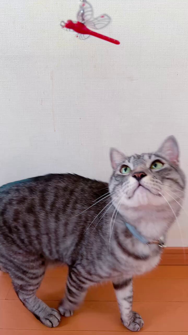 あやねこ あやねこ on X: 
