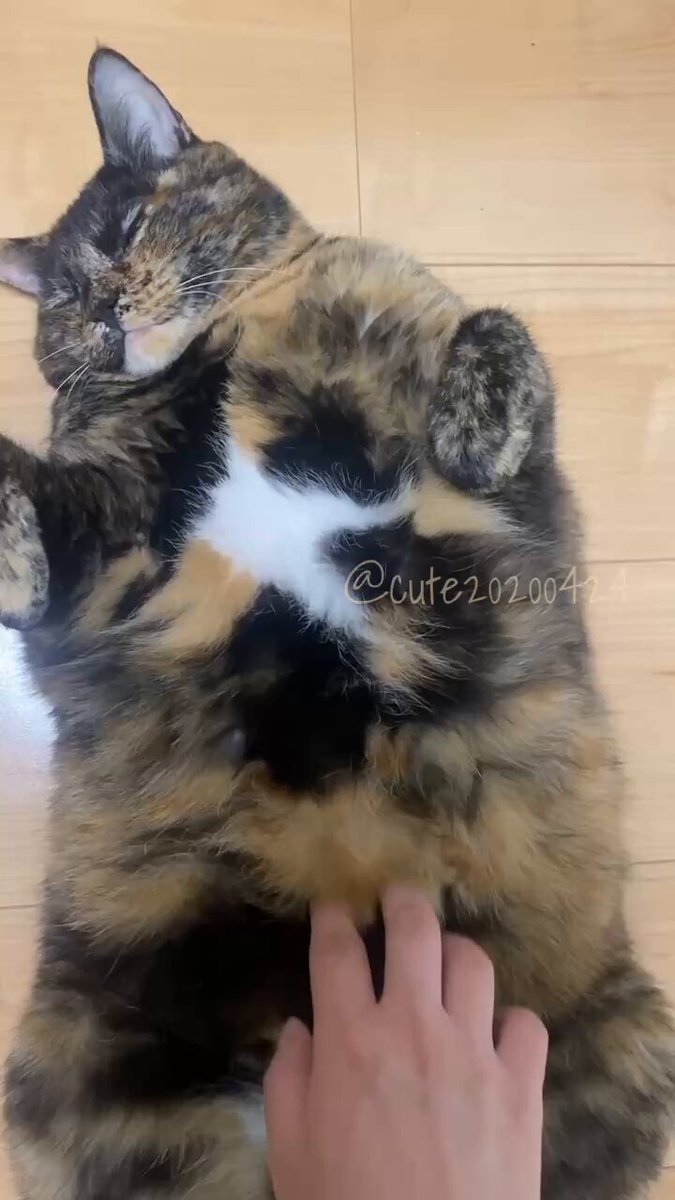 きゅうちゃん様✨ メルちゃん げきじょうミニ【まちがいさがし うさぎさん