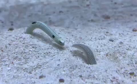 すみだ水族館【公式】 on X