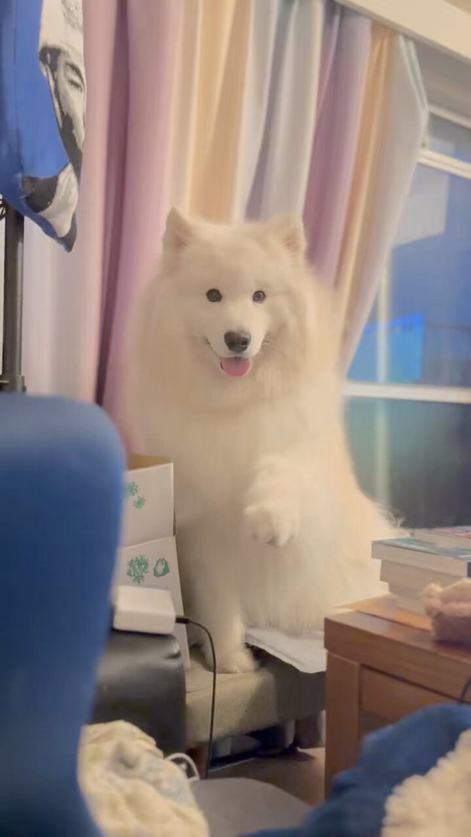 サモエド　samoyed ファーコート Samoyed Madam fur coat サモエド マダムファーコートの通販 by