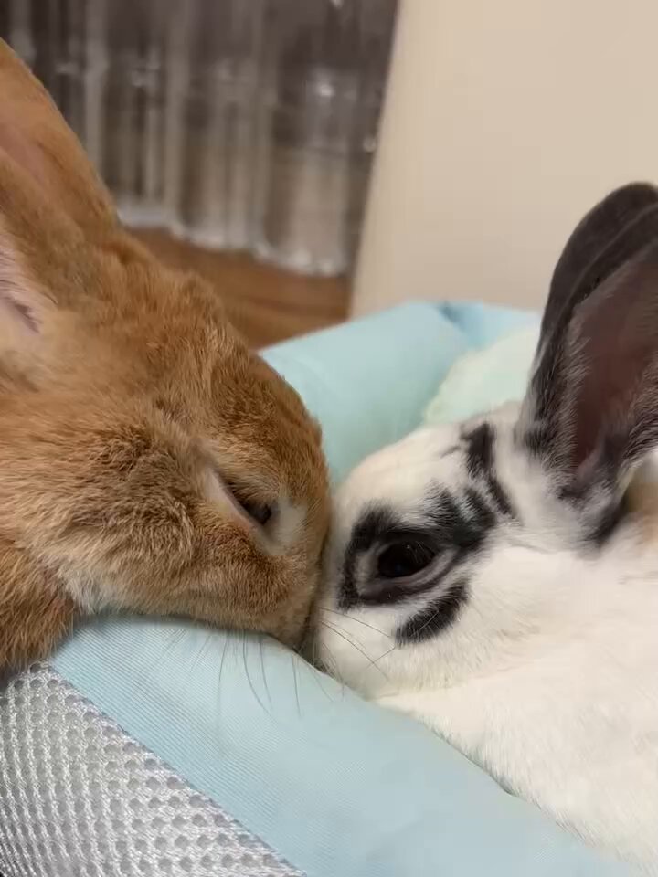 うさぎもち on X: 
