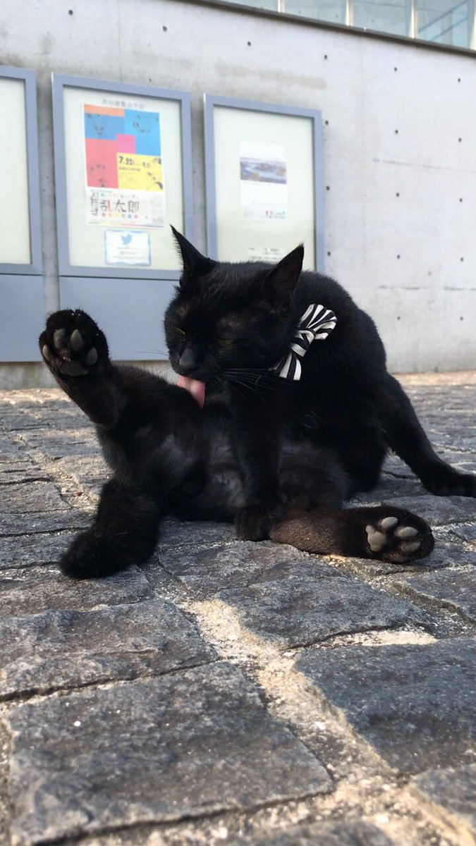 ねこ♡ 楽天市場】猫の置物 子猫のお願い 茶トラ 31340HH キャット