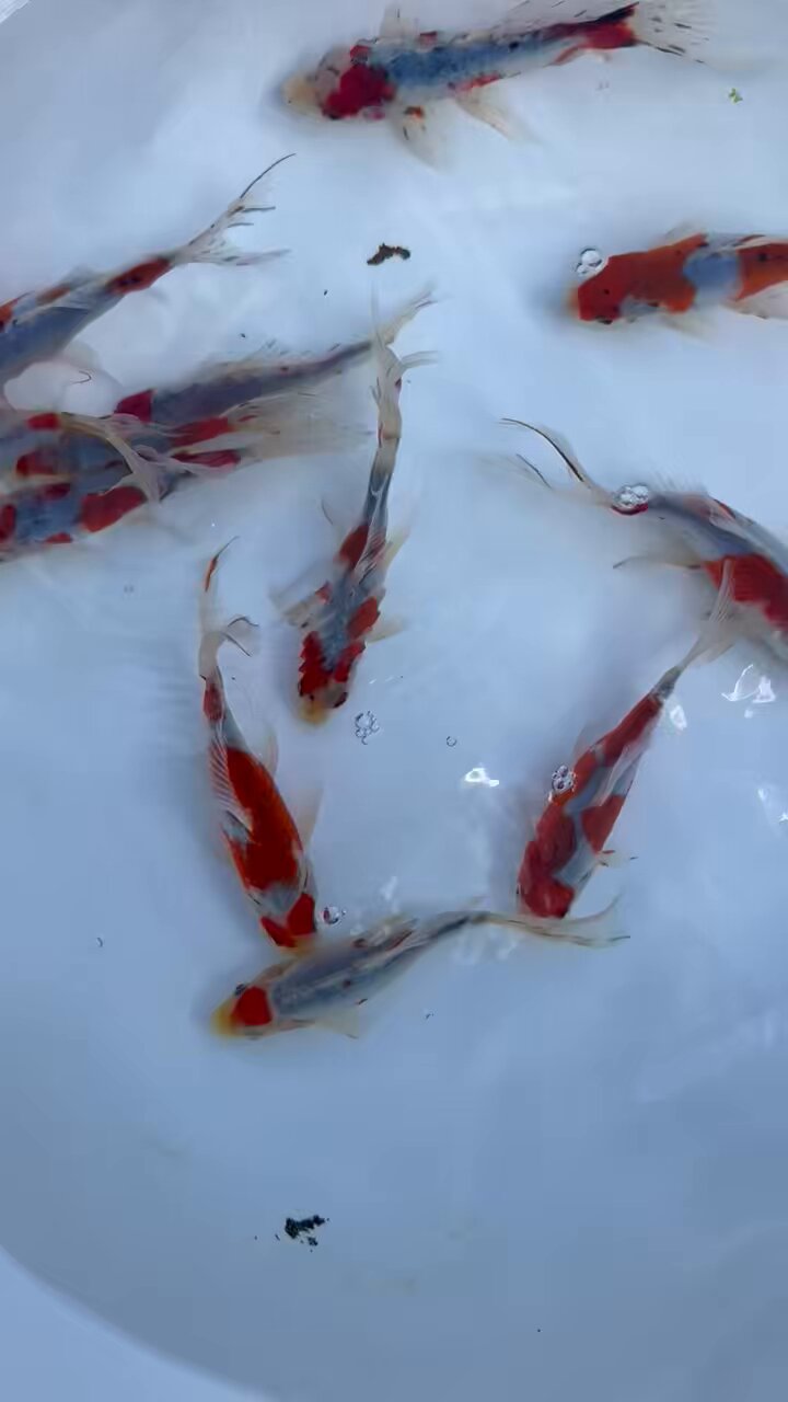 【利益還元祭】開催中！今年最後の大セール 金魚屋 仁 on X:  和楽器