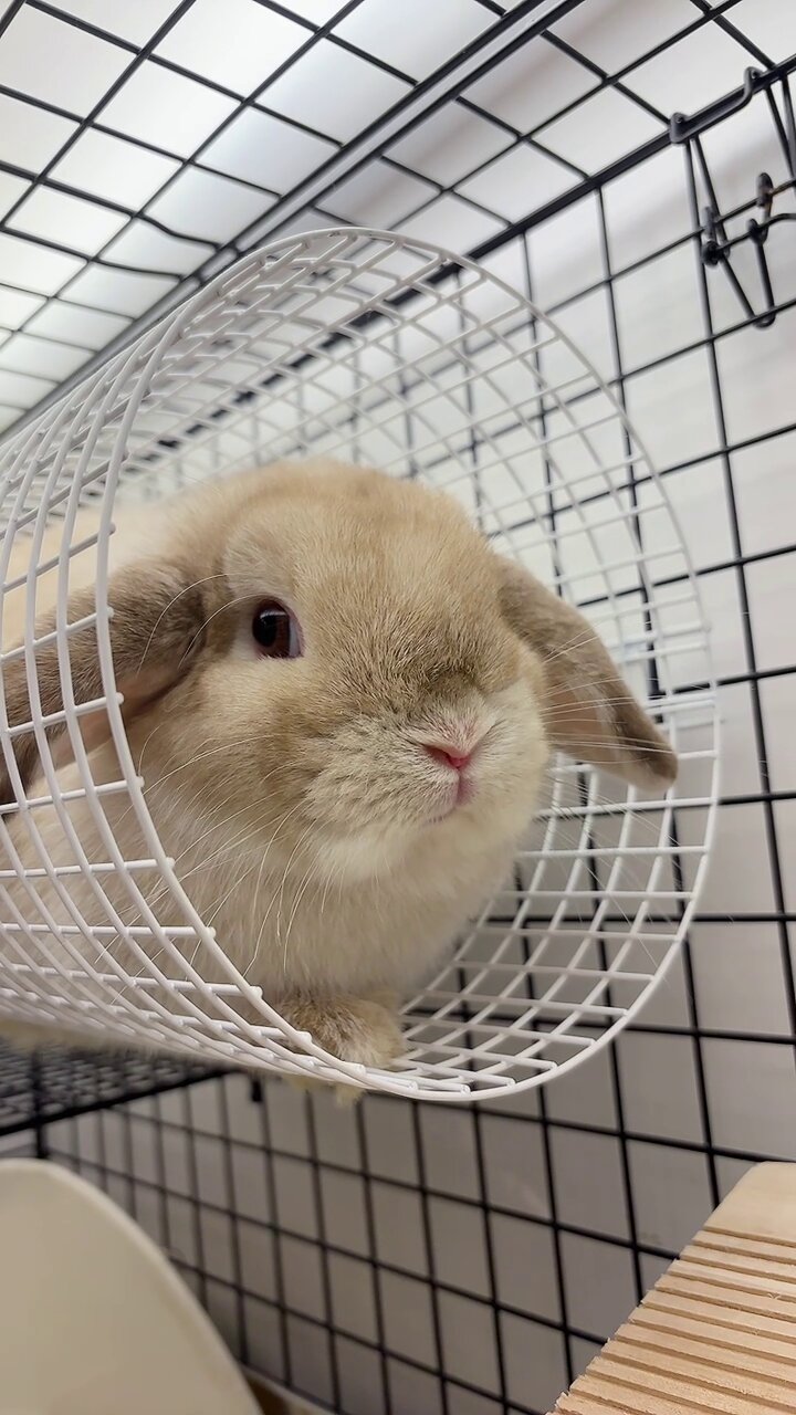 うさぎのしっぽ恵比寿店 on X: 