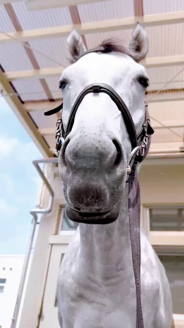 Welcomeチャンス！ 特別賞 白河だるま 福島競馬場 新品未開封