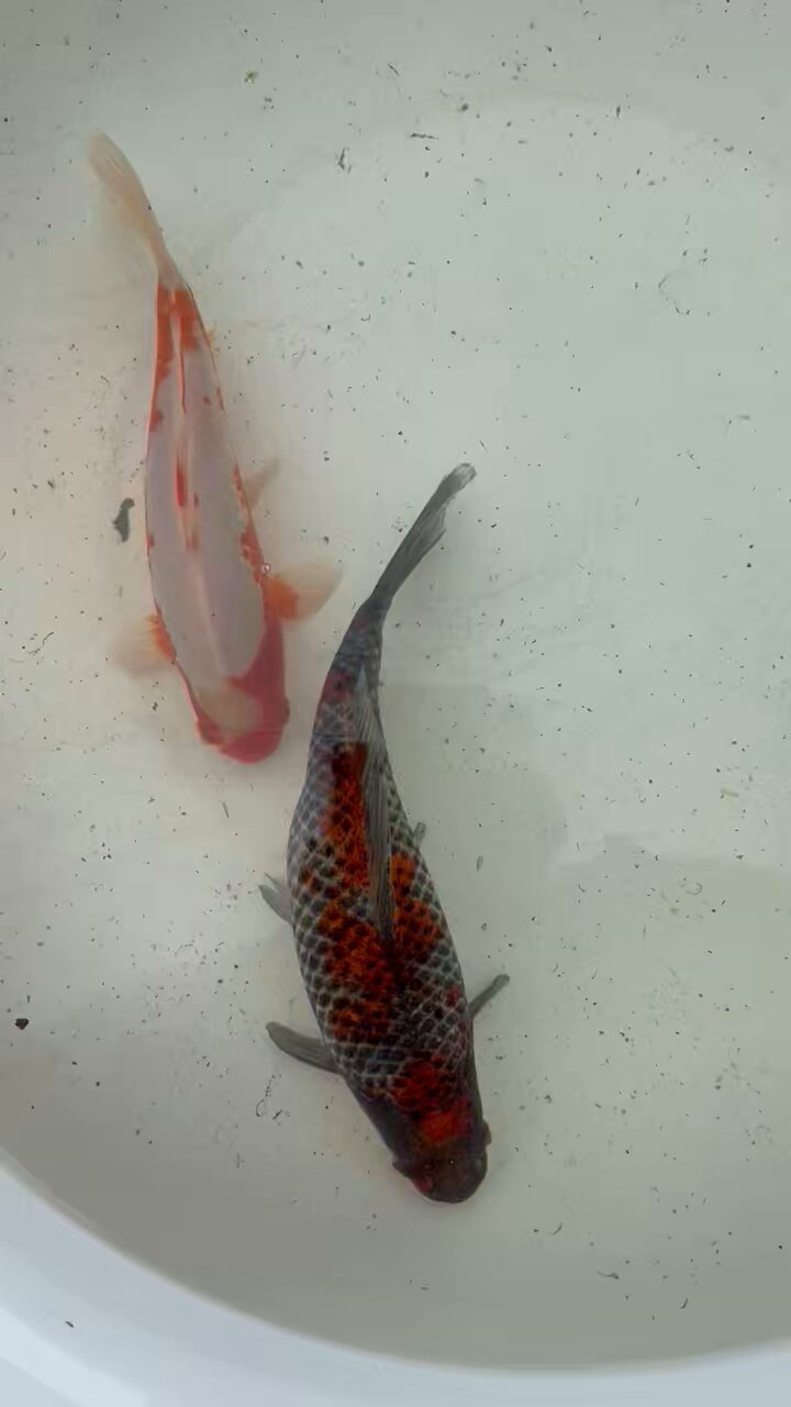 金魚屋 仁 on X: 