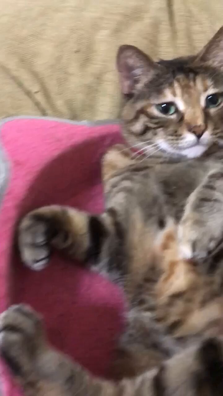 みんみん❀可愛い猫ちゃん♡秋の収穫❀ みんみん様専用❀可愛い猫ちゃん♡秋の収穫❀
