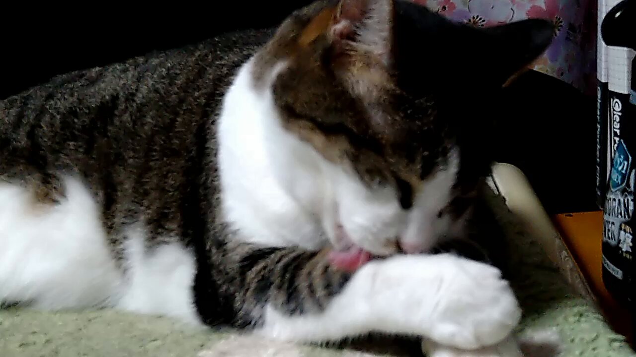 にゃんこ on X: 