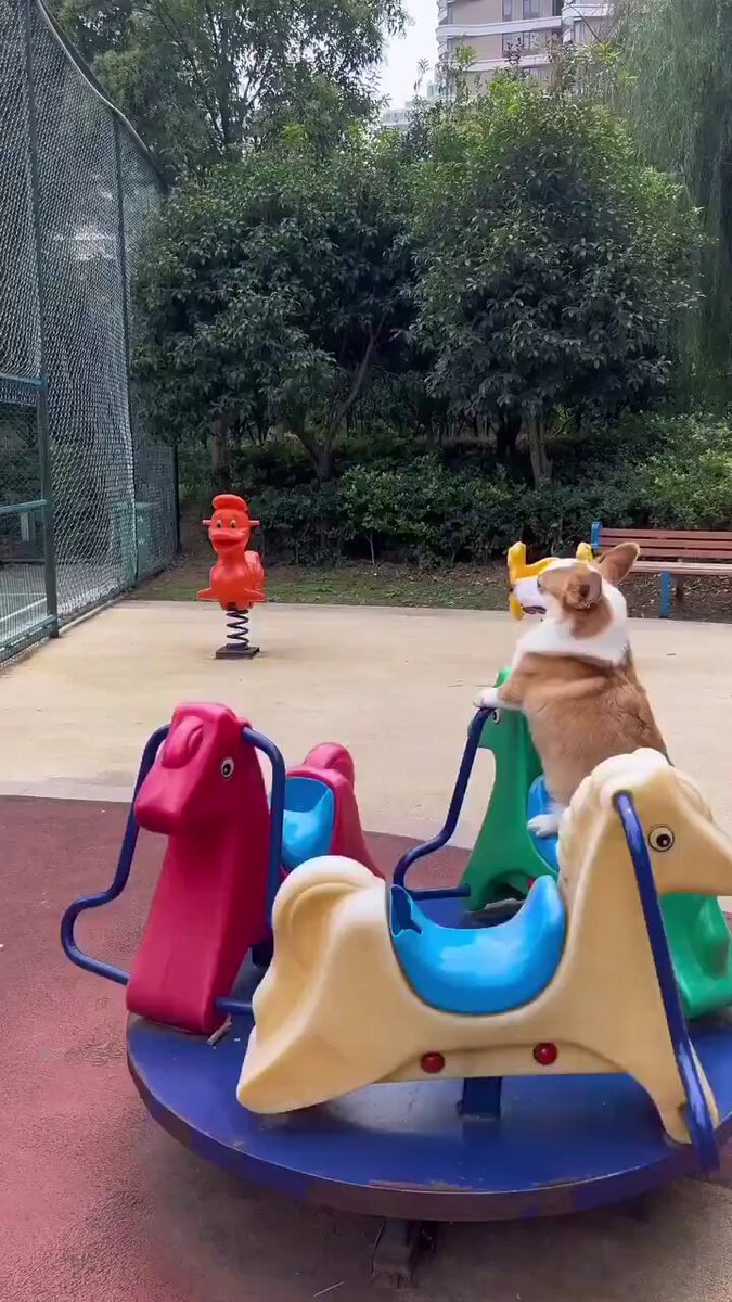癒される動物 on X: 