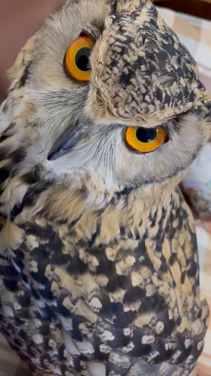 OWL さんのページ ベンガルワシミミズクのおみた on X: 