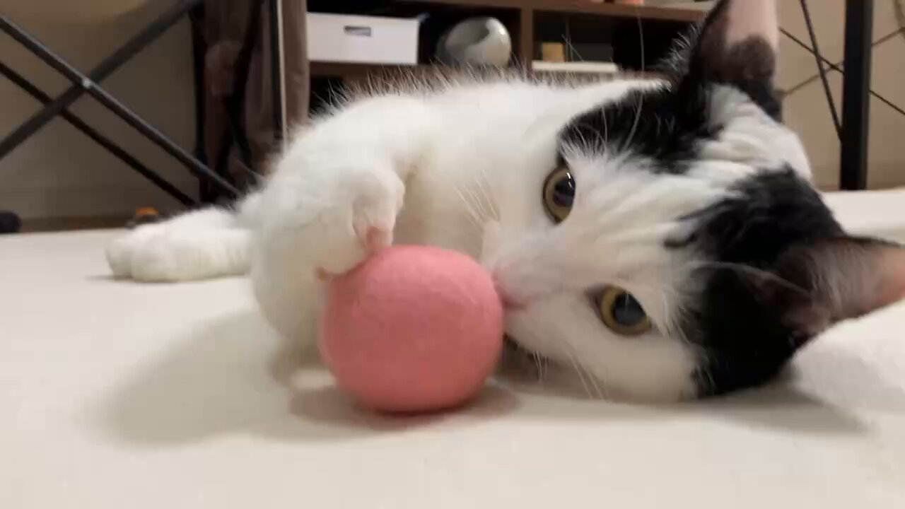 猫のことり (@nekonokotori__) / X