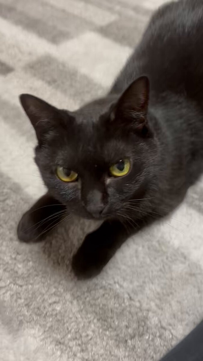 黒猫アルル on X: 