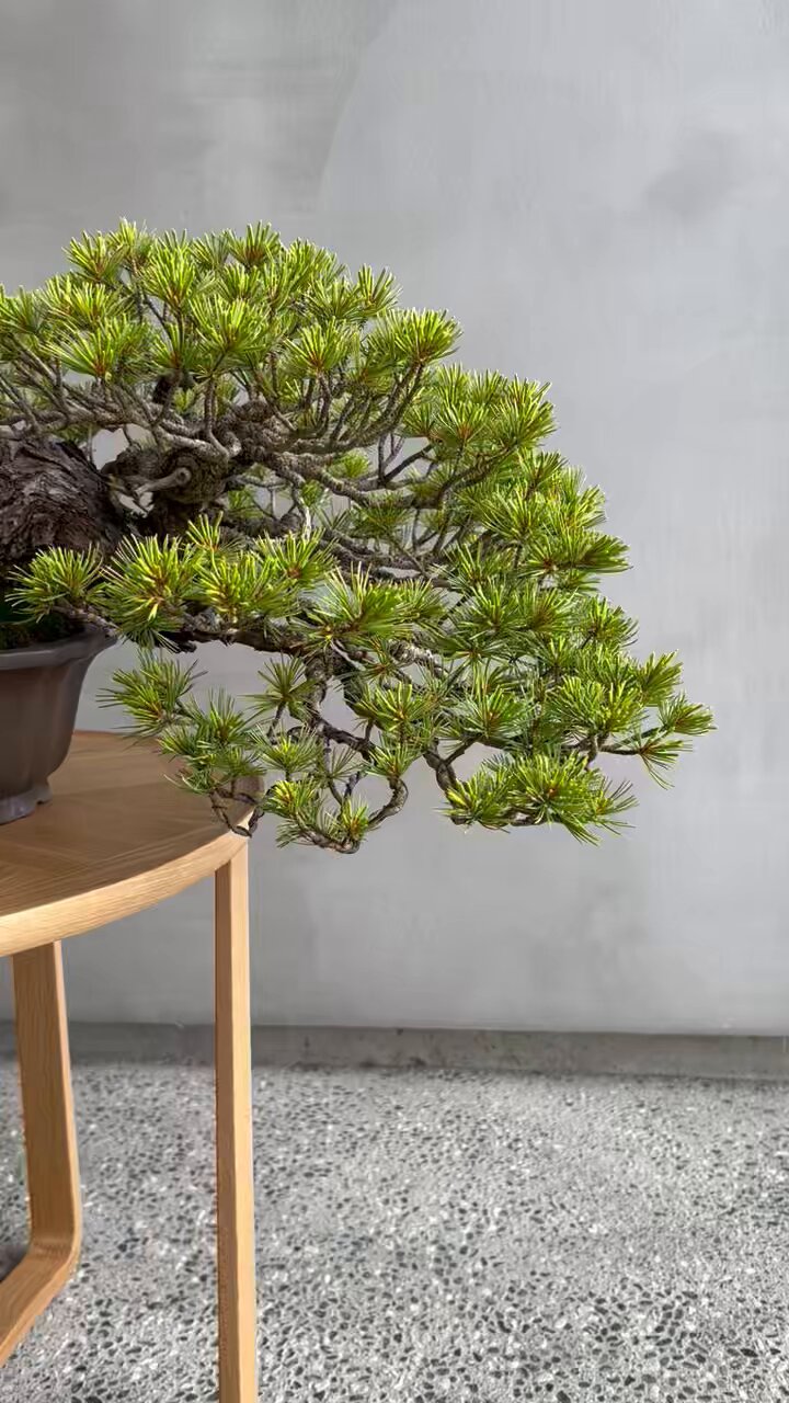 BOSS　盆栽 Part 2! [Wrap wire around juniper and adjust the shape