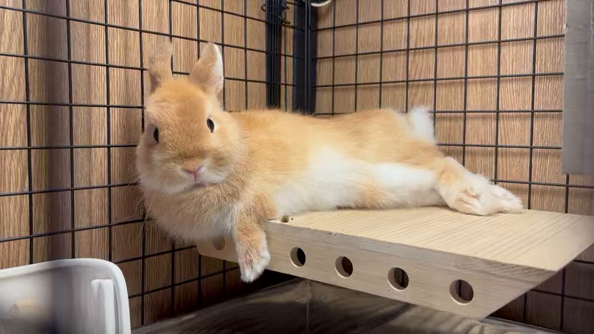 うさぎのしっぽさんへ うさぎのしっぽ