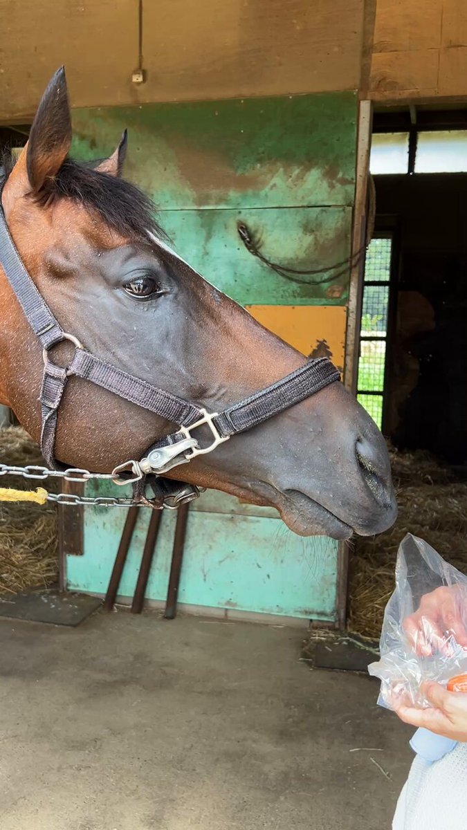 BIG-3 (@BIG3RaceHorse) / X
