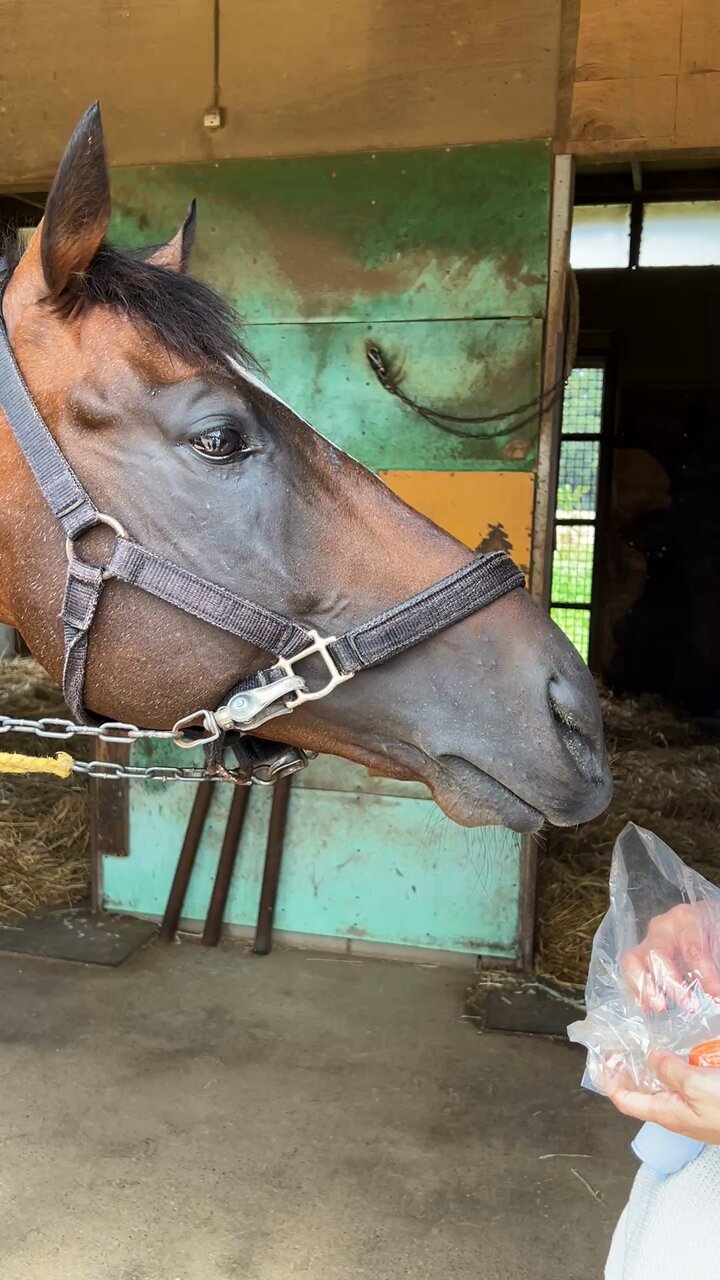 BIG-3 (@BIG3RaceHorse) / X
